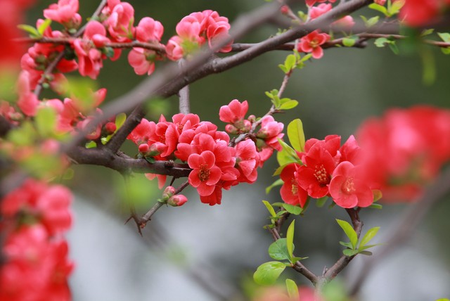 写花的诗句30句，一句诗一个春天