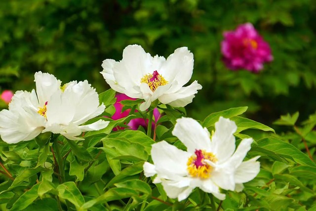 写花的诗句30句，一句诗一个春天