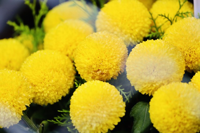 写花的诗句30句，一句诗一个春天