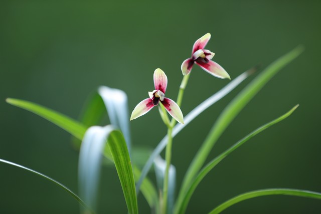 写花的诗句30句，一句诗一个春天
