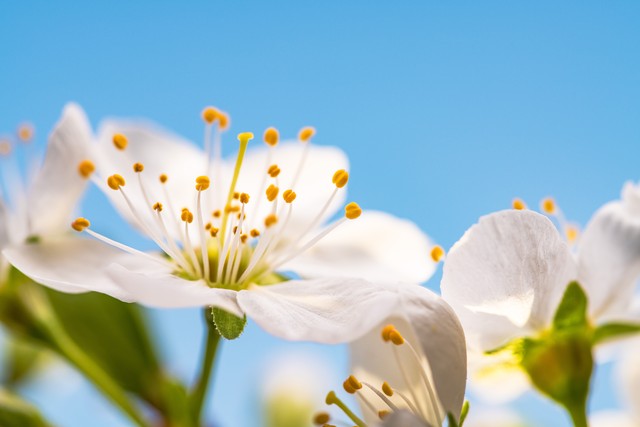 写花的诗句30句，一句诗一个春天