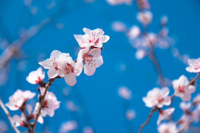 写花的诗句30句，一句诗一个春天