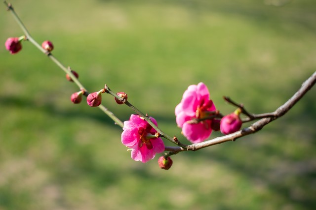 写花的诗句30句，一句诗一个春天