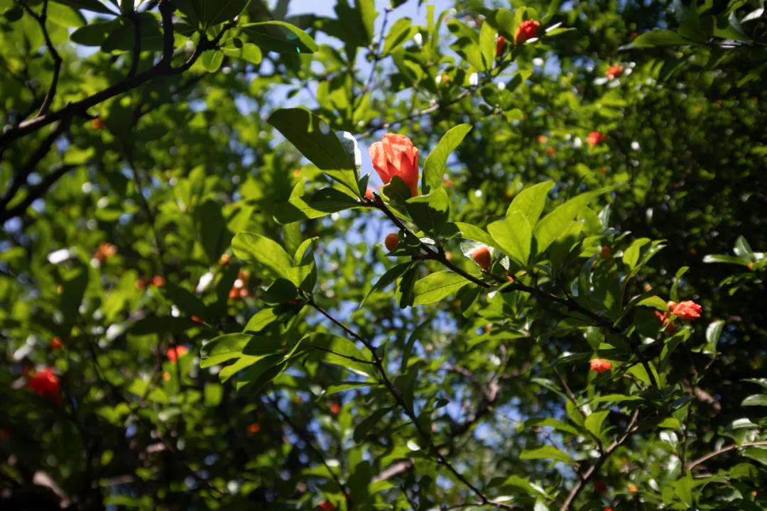 夏天的诗24句，句句夏日悠长