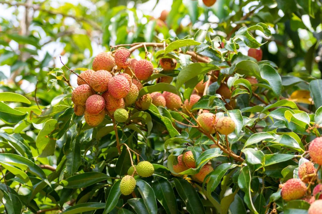 夏天的诗24句，句句夏日悠长