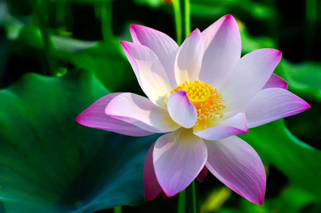 夏天的诗24句，句句夏日悠长