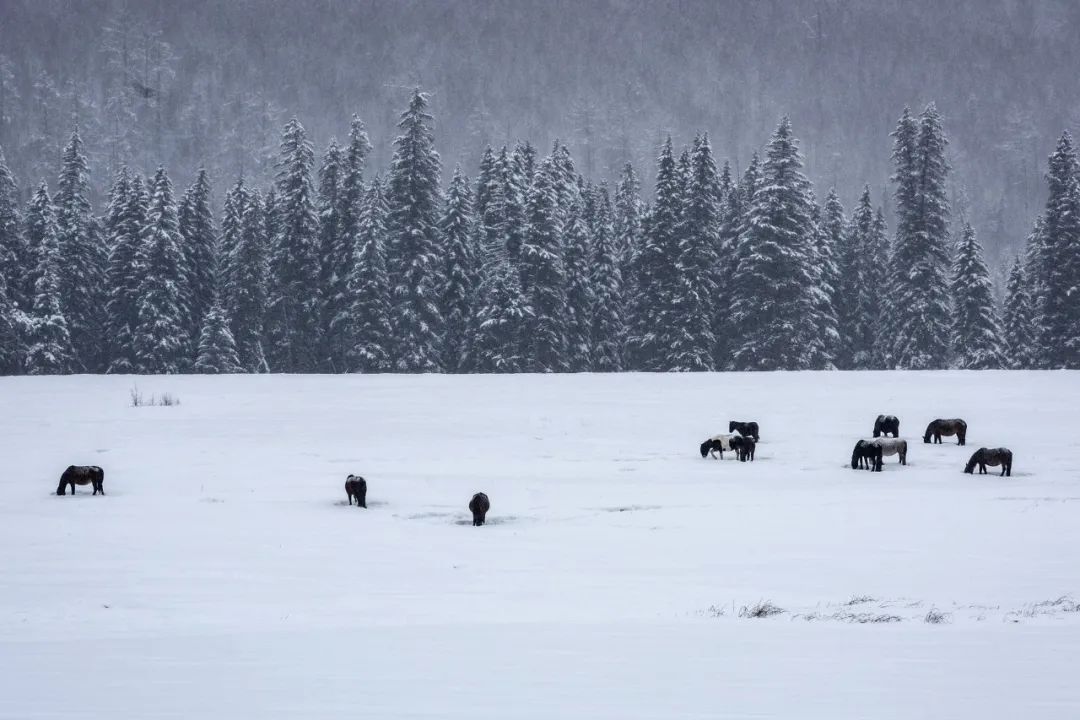 咏物的诗10首，寓意深远，韵味无穷