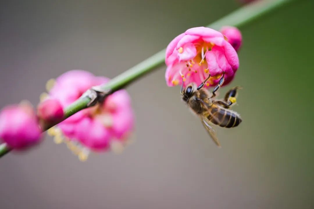 咏物的诗10首，寓意深远，韵味无穷