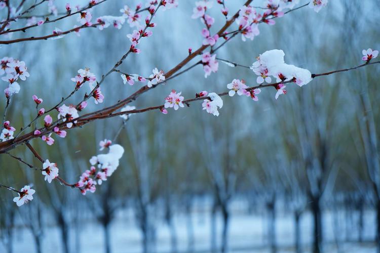 春雪的诗句唯美10句，一起领略诗意雪景