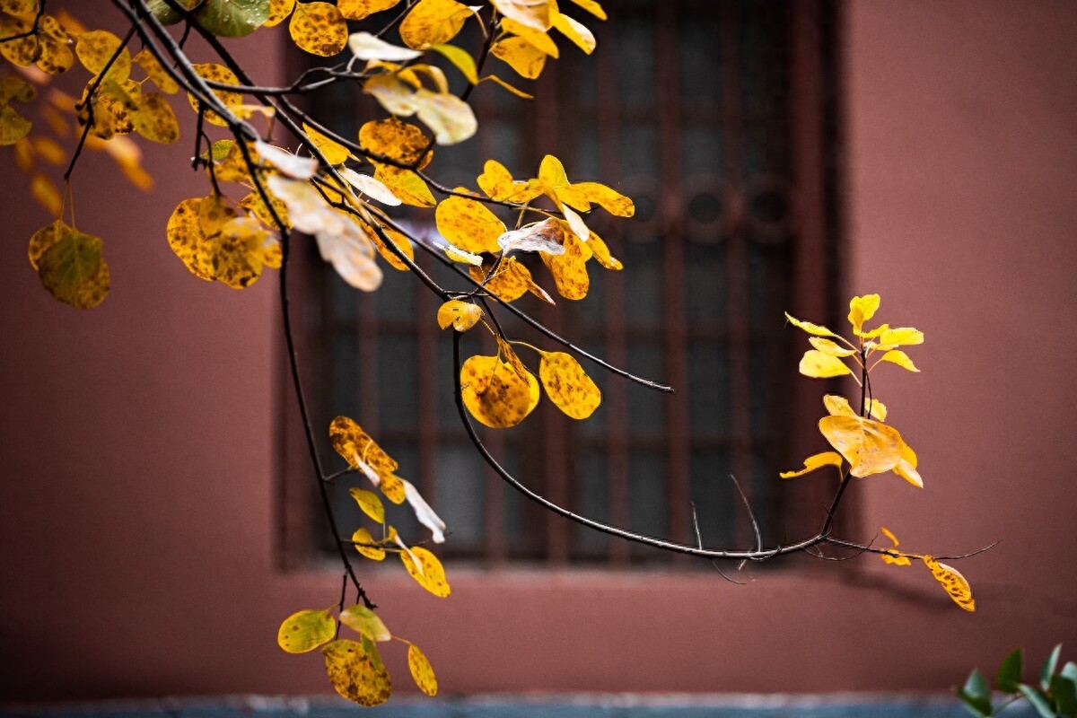 关于秋天的诗句12首，读来都是秋日胜春朝