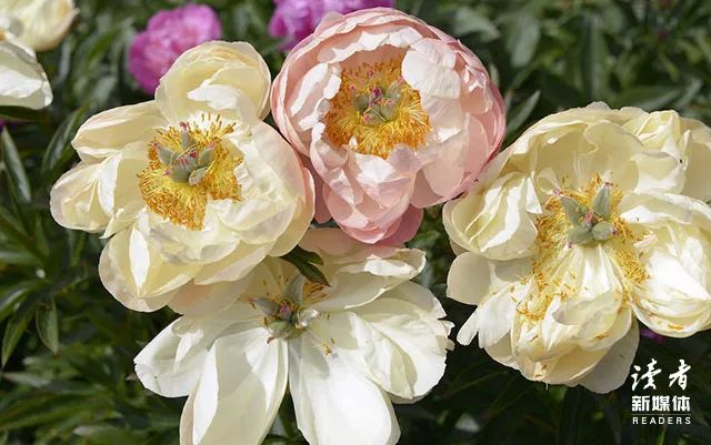 林语堂语录10句，读完豁然开朗