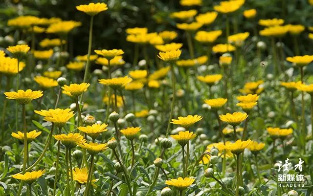 林语堂语录10句，读完豁然开朗