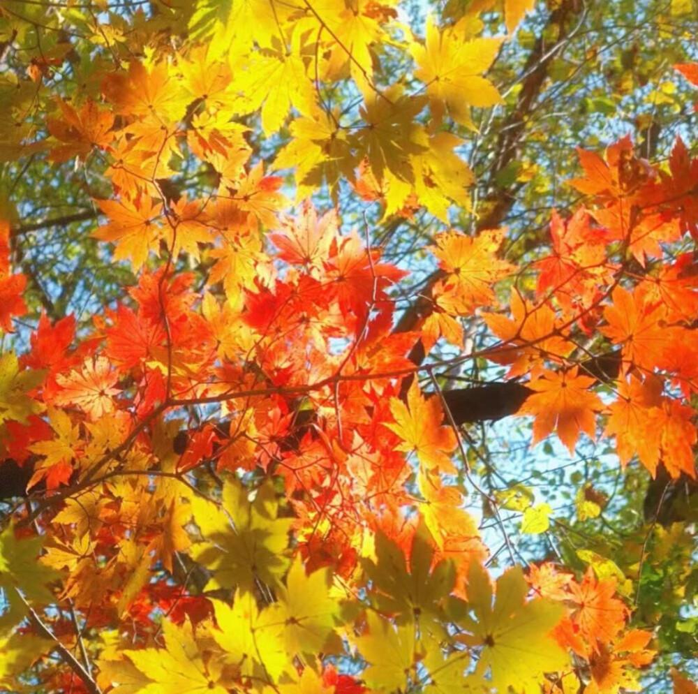 关于秋天的优美句子70句，凉风忽至，时序已秋