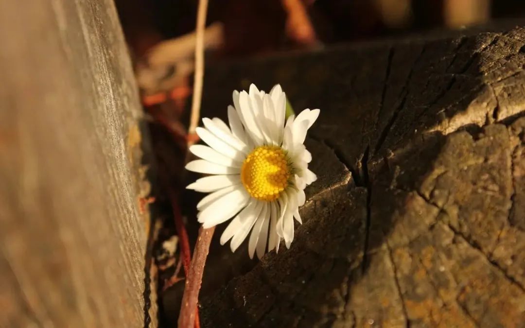 四月的诗句唯美70句，最美人间四月天