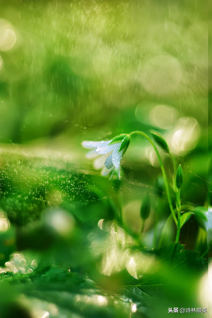 关于雨的古诗20首，美到令人心醉