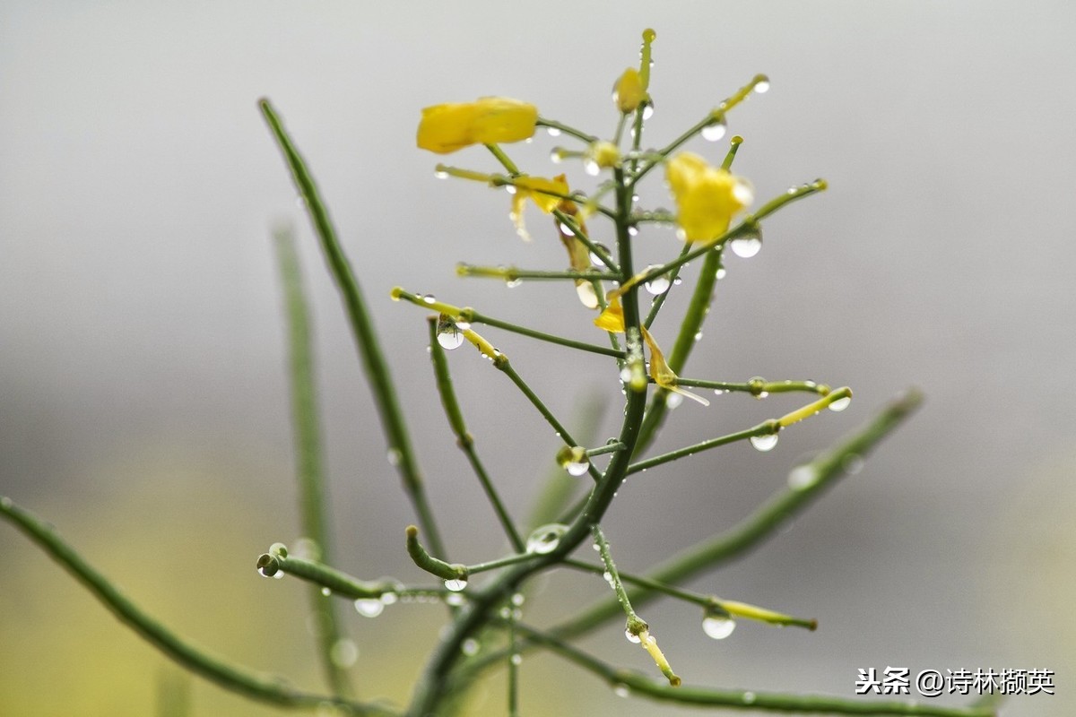 关于雨的古诗20首，美到令人心醉