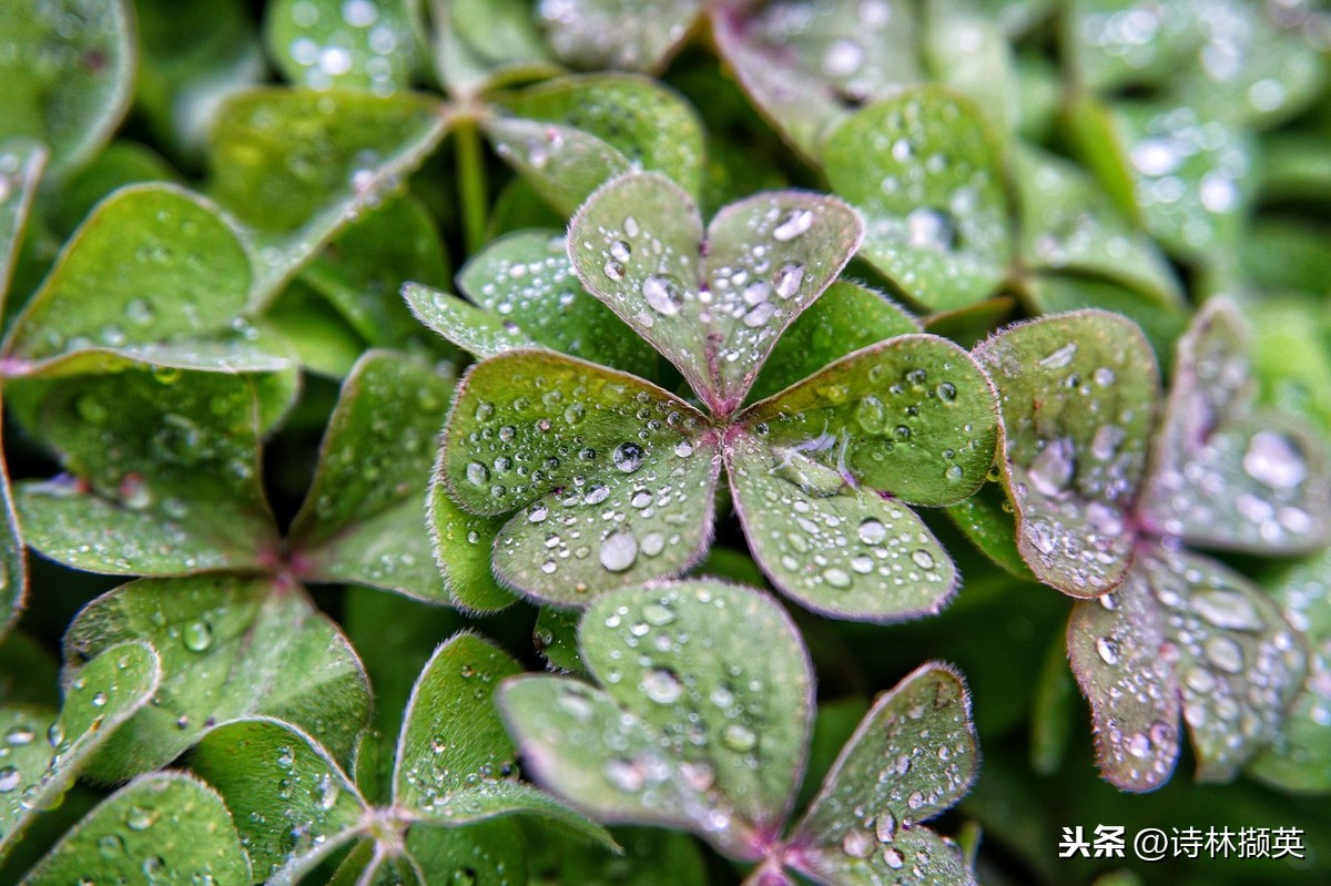 关于雨的古诗20首，美到令人心醉