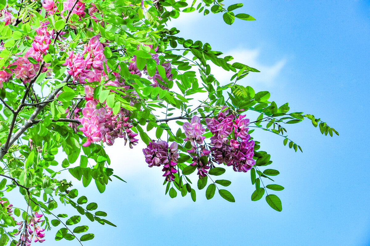 立夏的诗句30首，诗情画意过立夏