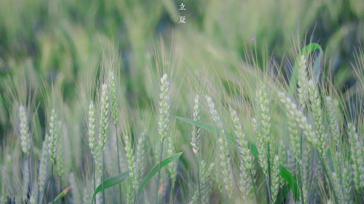 赞美立夏的句子20句，夏浅胜春最可人