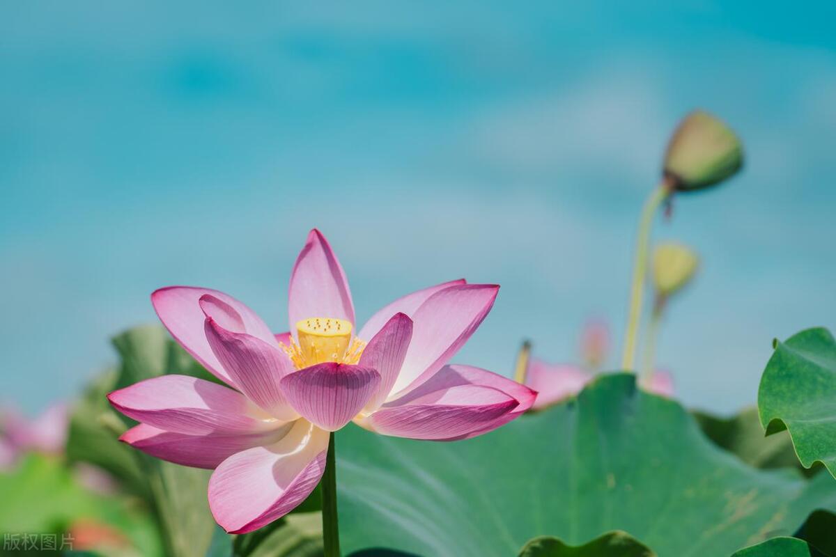 赞美立夏的句子20句，夏浅胜春最可人