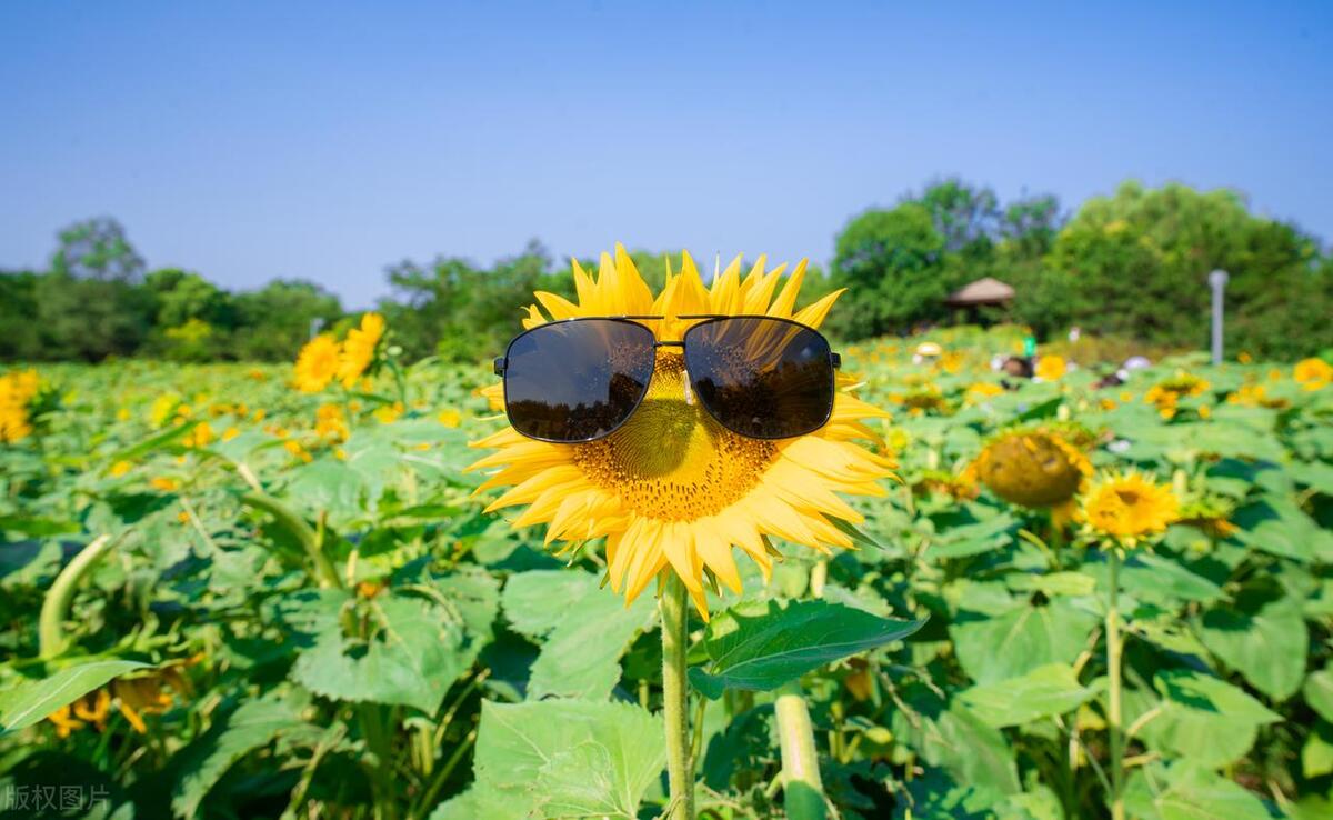 赞美立夏的句子20句，夏浅胜春最可人