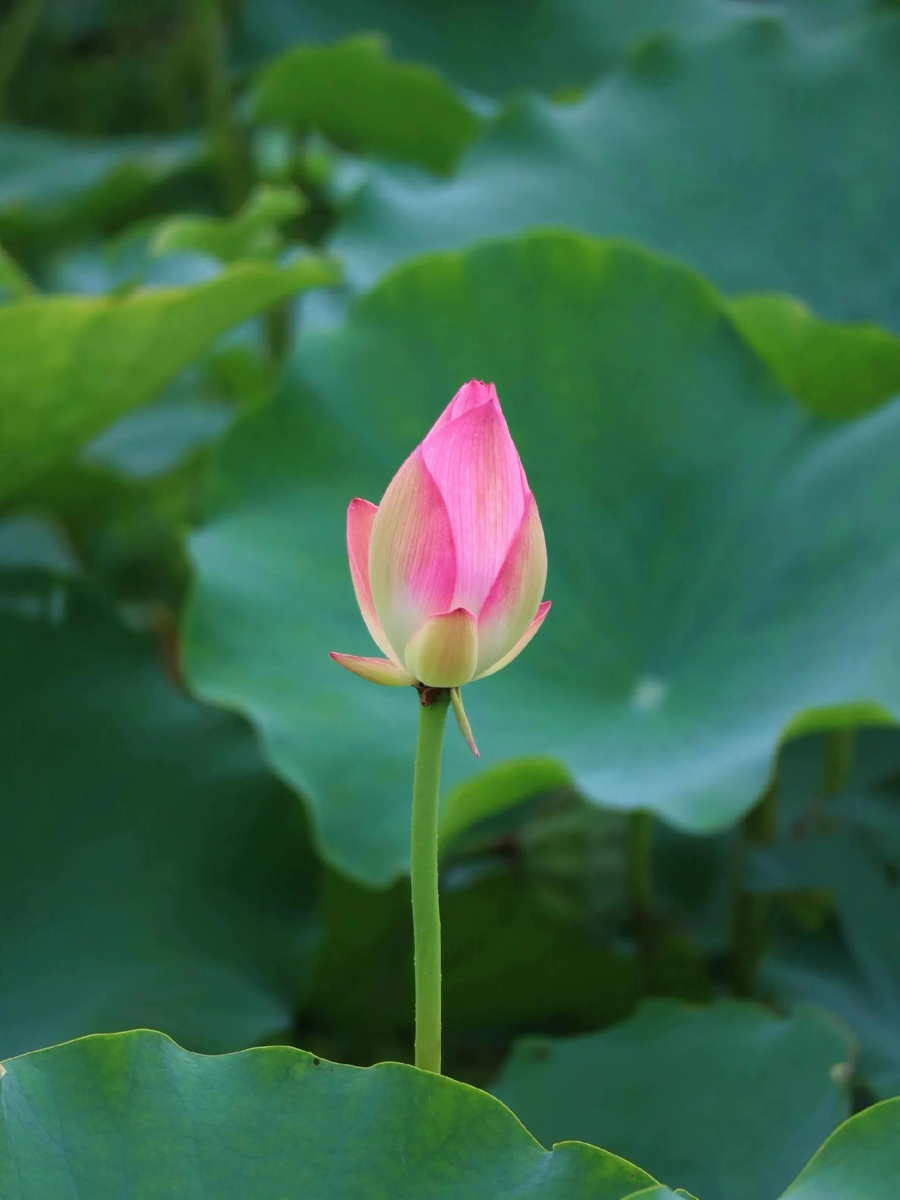 荷花的句子唯美短句40句，风吹荷花香，但惜夏日长