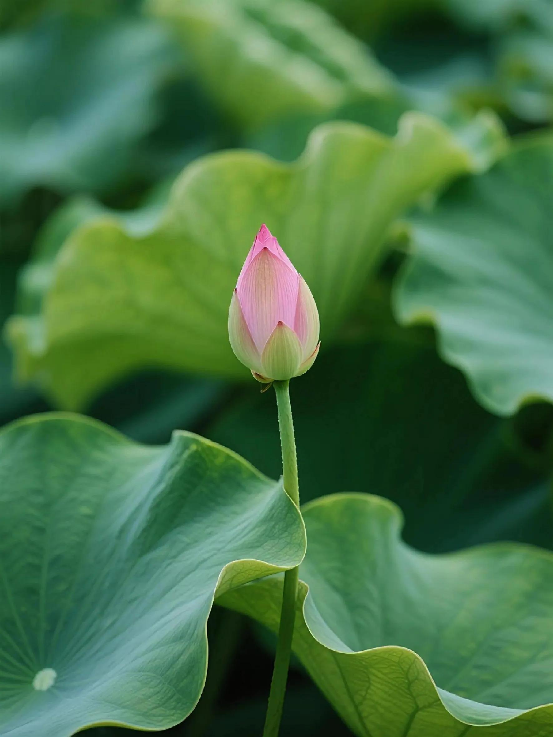荷花的句子唯美短句40句，风吹荷花香，但惜夏日长