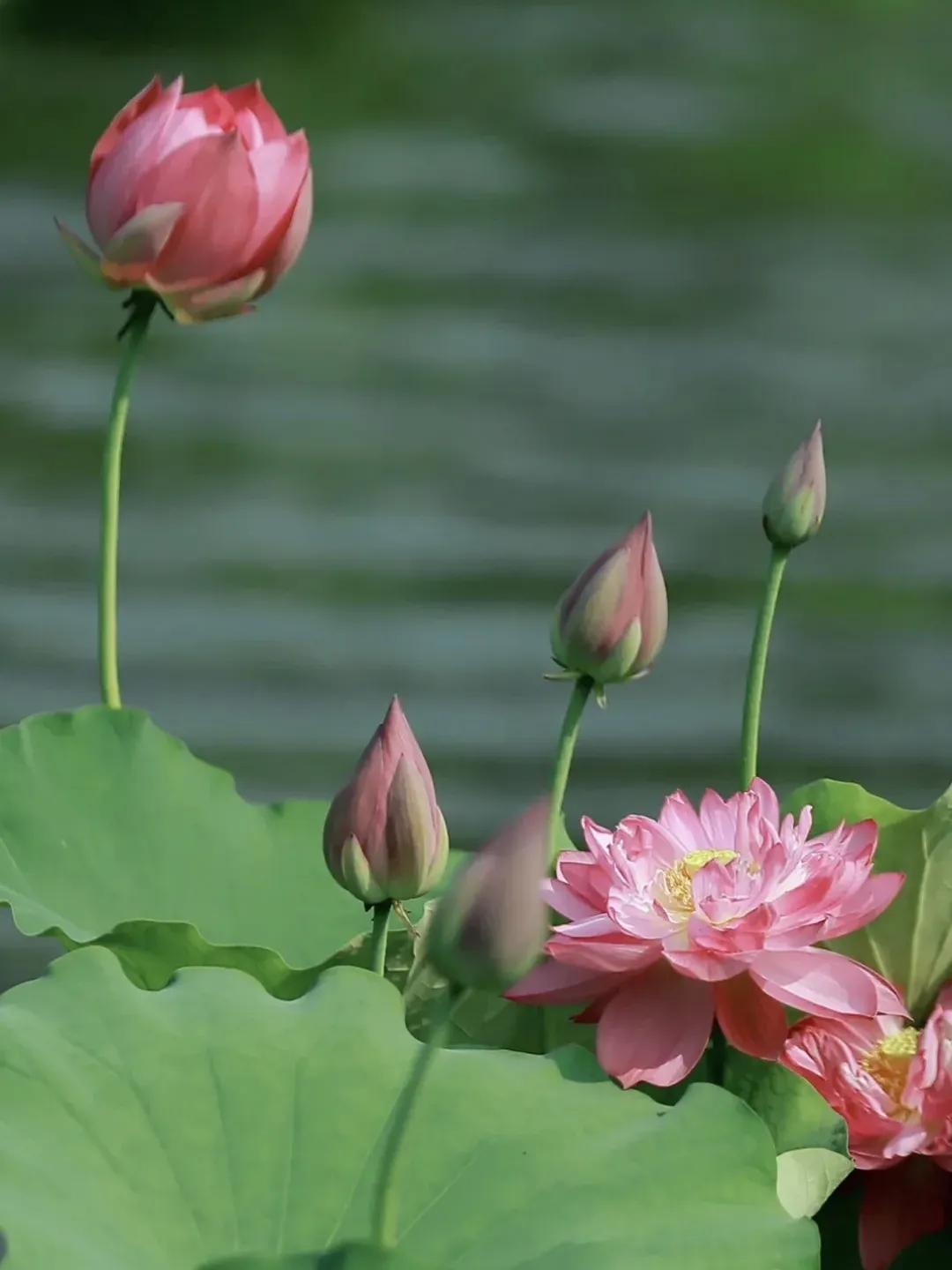 荷花的句子唯美短句40句，风吹荷花香，但惜夏日长