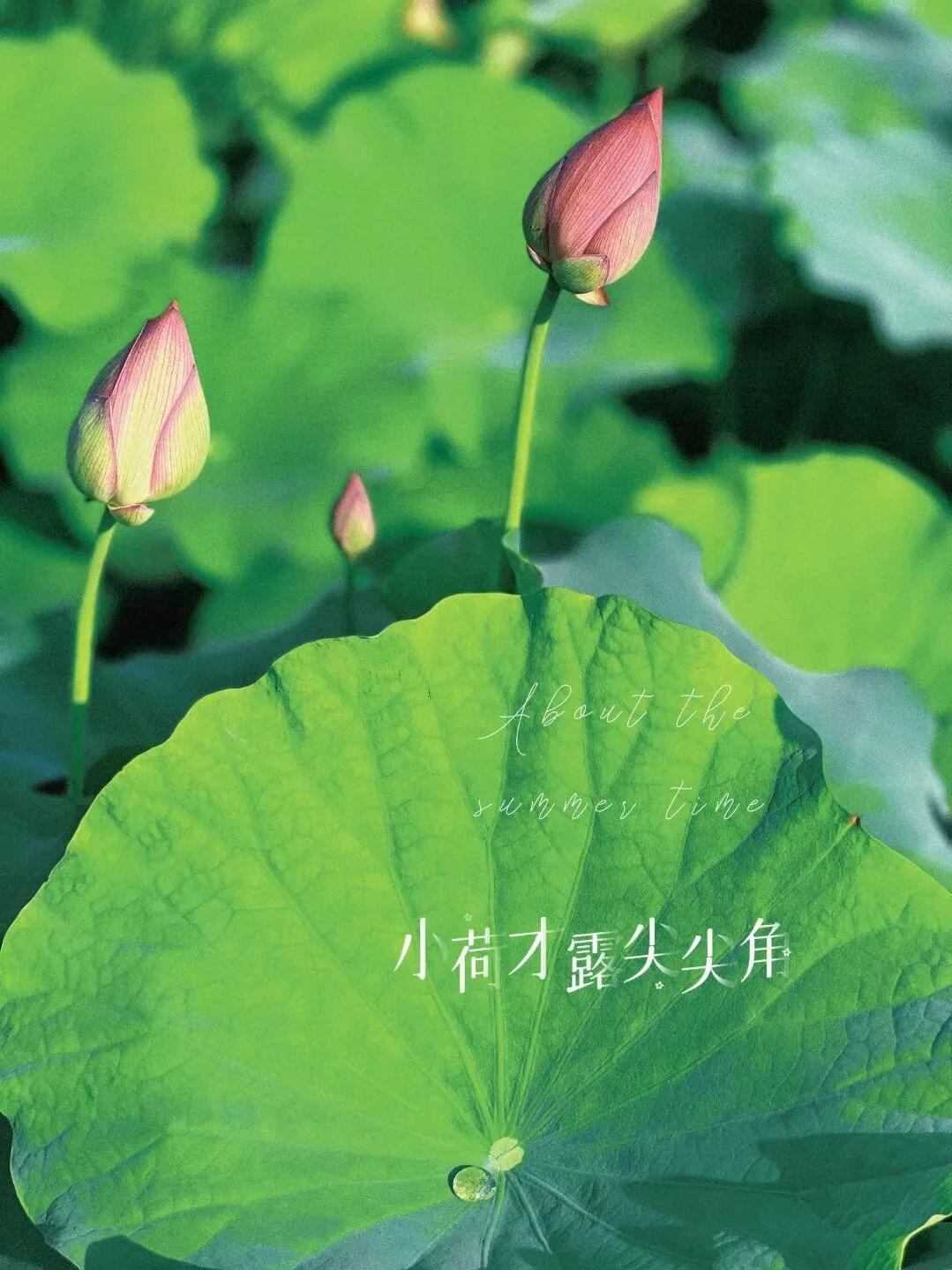 荷花的句子唯美短句40句，风吹荷花香，但惜夏日长