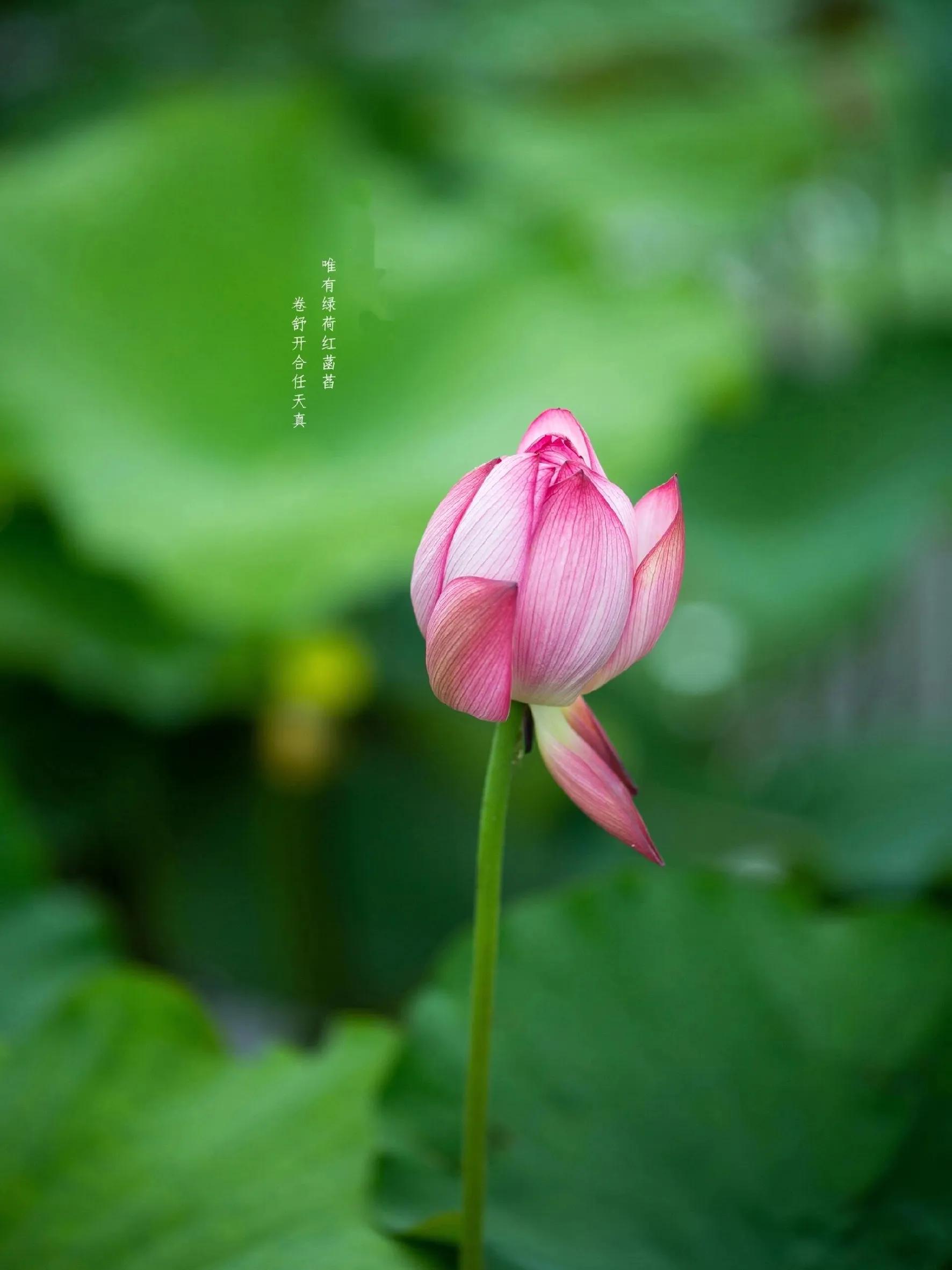 荷花的句子唯美短句40句，风吹荷花香，但惜夏日长