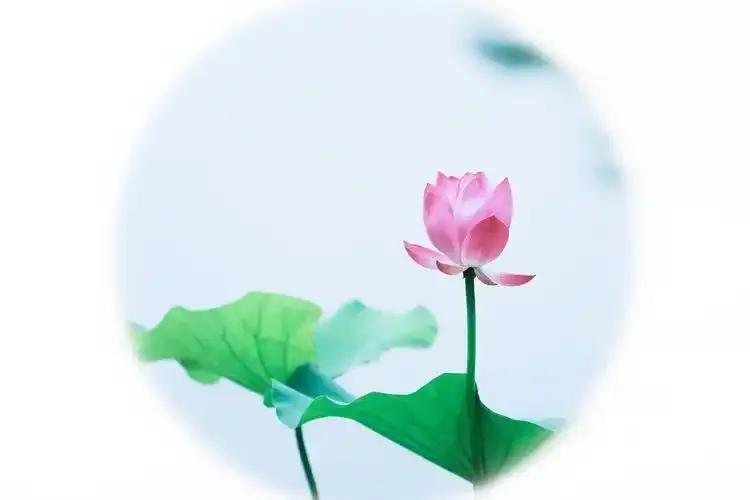 描写立夏的诗句古诗词10首，喜迎一季浪漫初夏