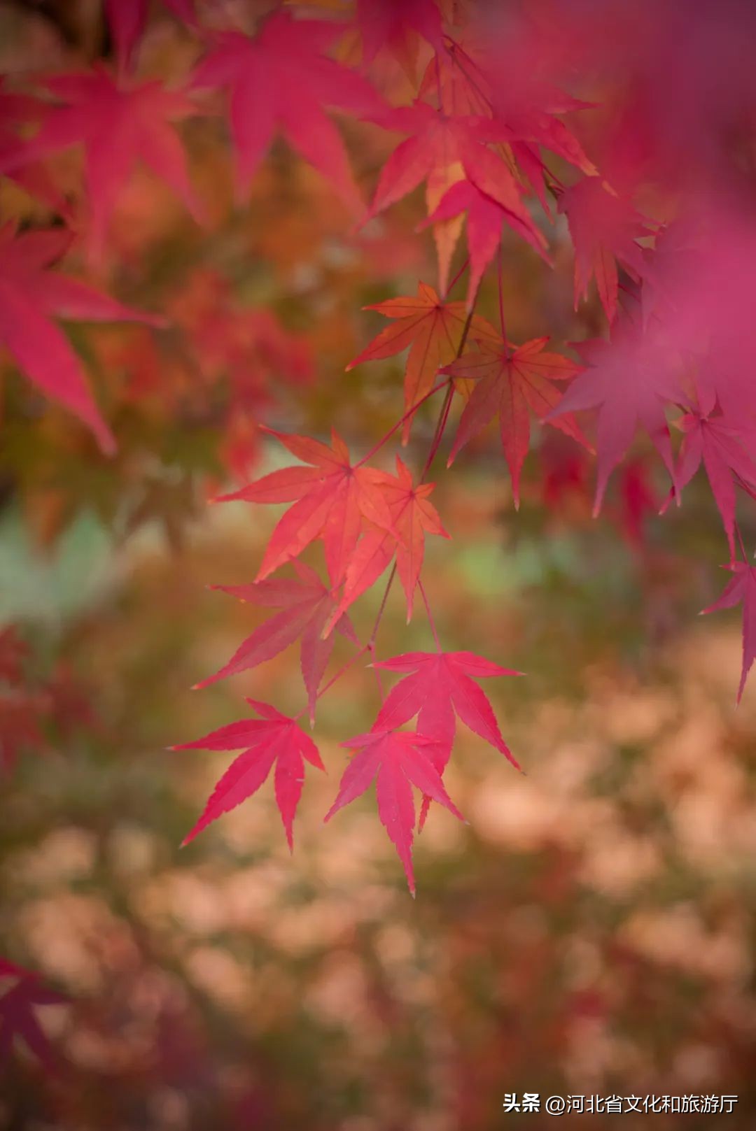 秋分诗词10首，窥见秋之静美