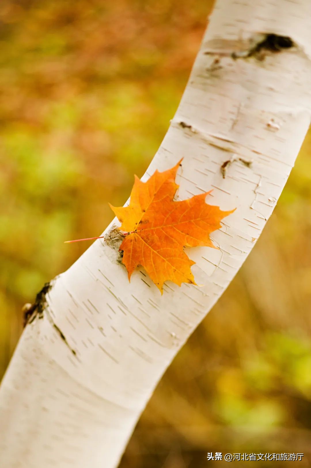 秋分诗词10首，窥见秋之静美