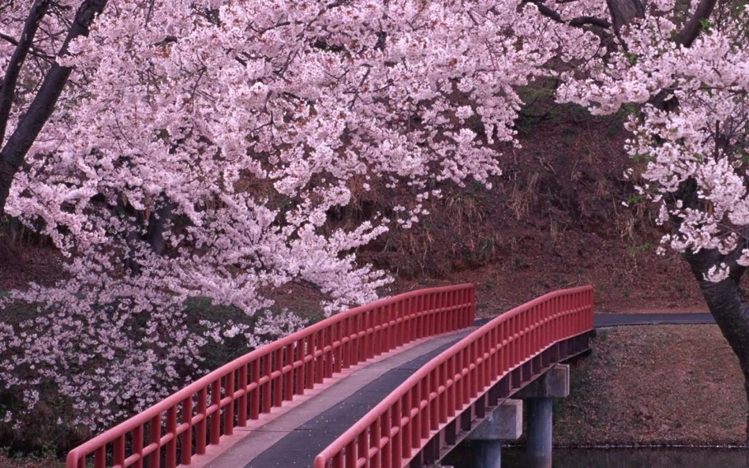 关于黄河的句子70句，览百川之宏壮，莫美于黄河