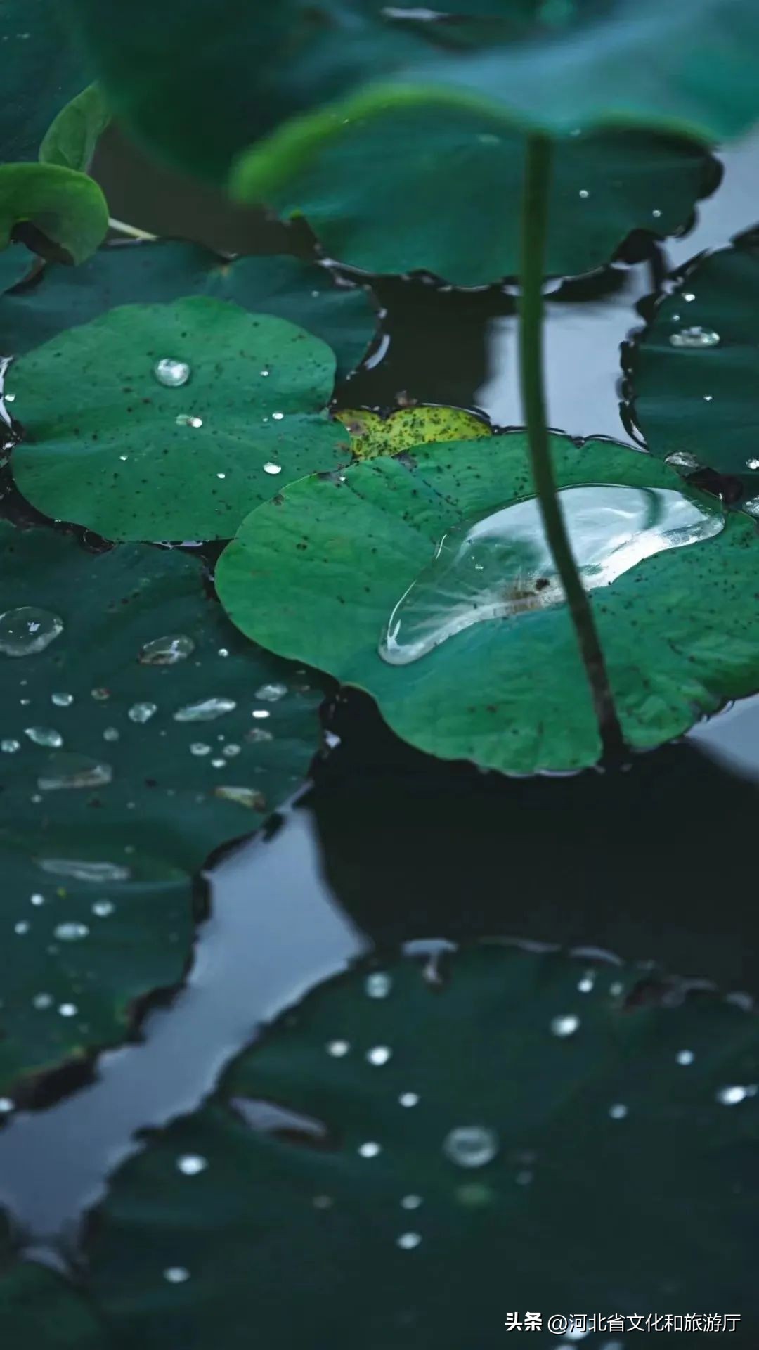 白露诗词10首，一起感受白露之美