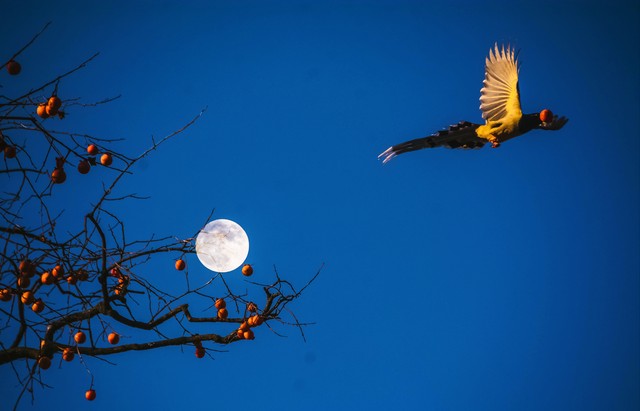 关于明月的诗句10首，来看跨越千年的温柔