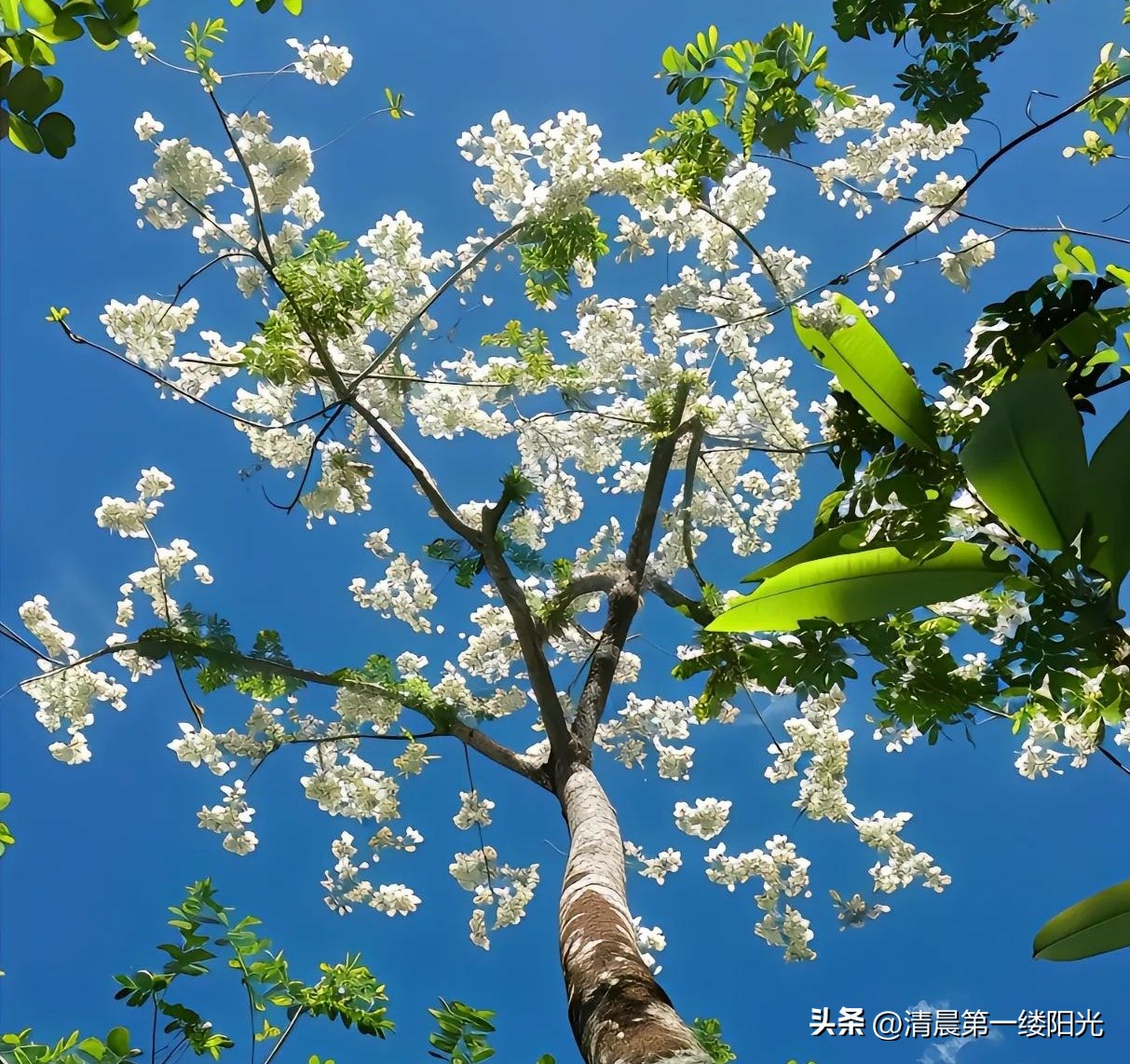 李白送孟浩然之广陵（原文及赏析）