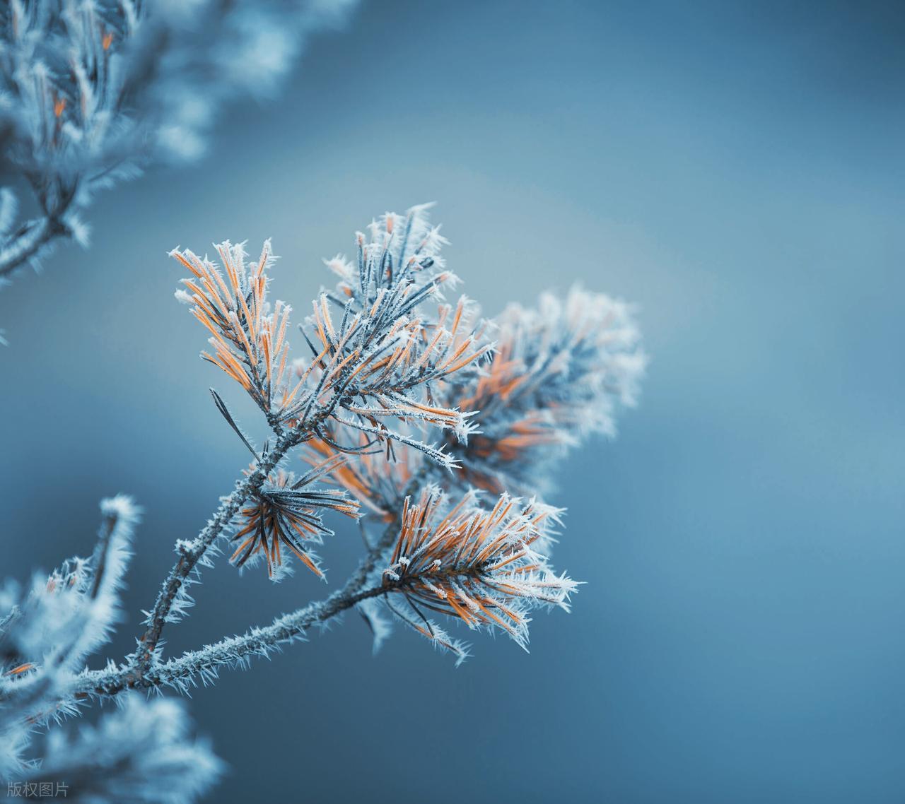 霜降的句子短句唯美20句，浪漫唯美，治愈人心