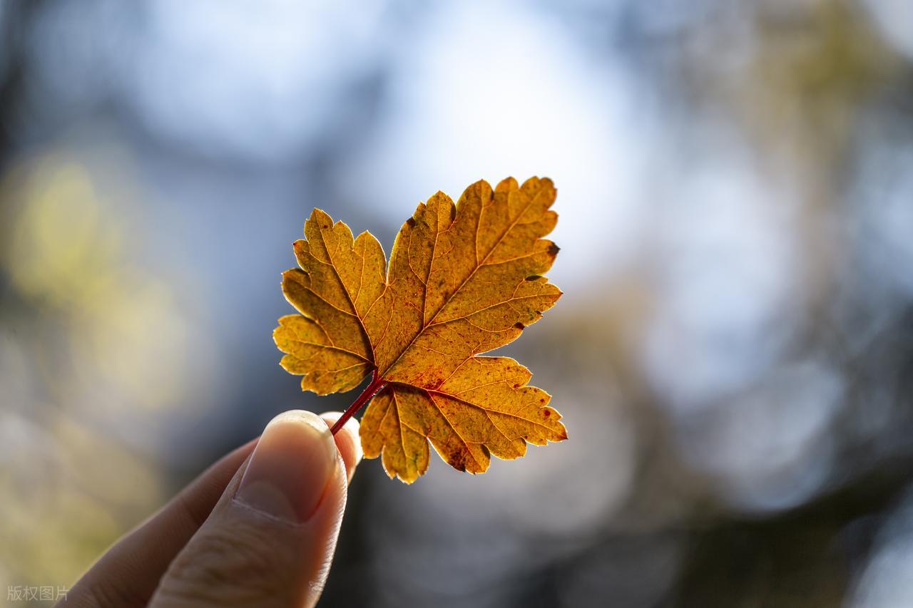 霜降的句子短句唯美20句，浪漫唯美，治愈人心
