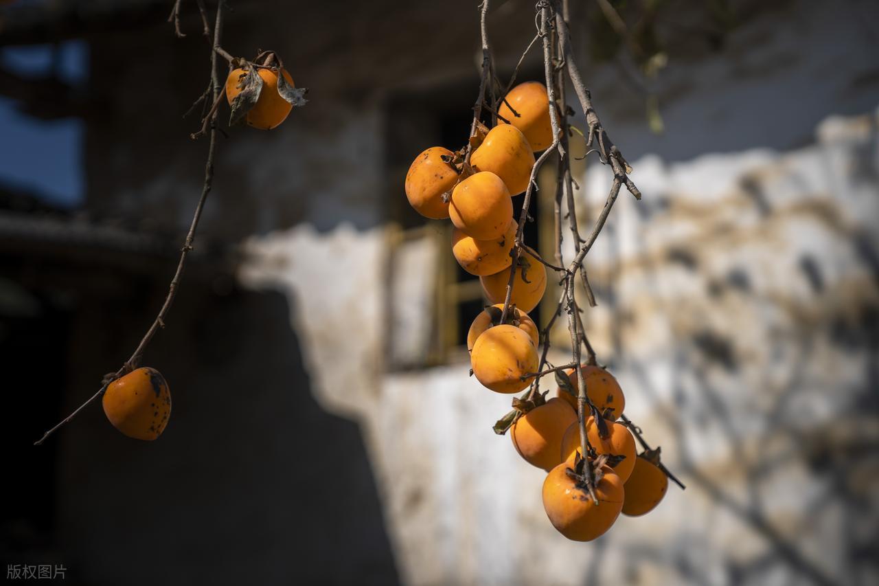 霜降的句子短句唯美20句，浪漫唯美，治愈人心