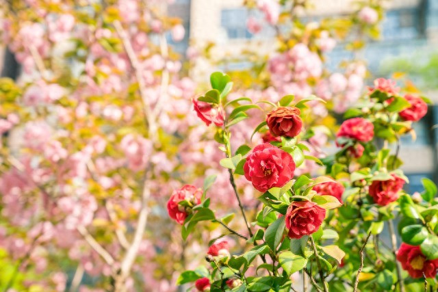 描写春天的词语18个（原文、含义及出处）