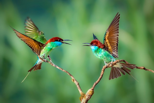 描写春天的词语18个（原文、含义及出处）