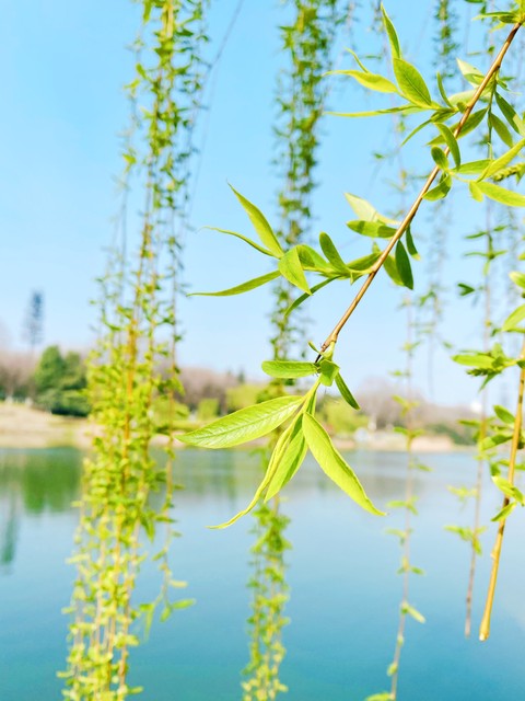 描写春天的词语18个（原文、含义及出处）