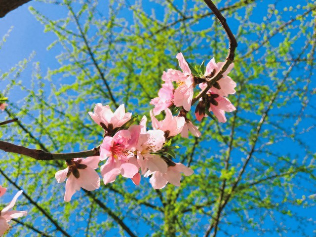 春暖花开的简短句子20句，花开正好，心情如诗