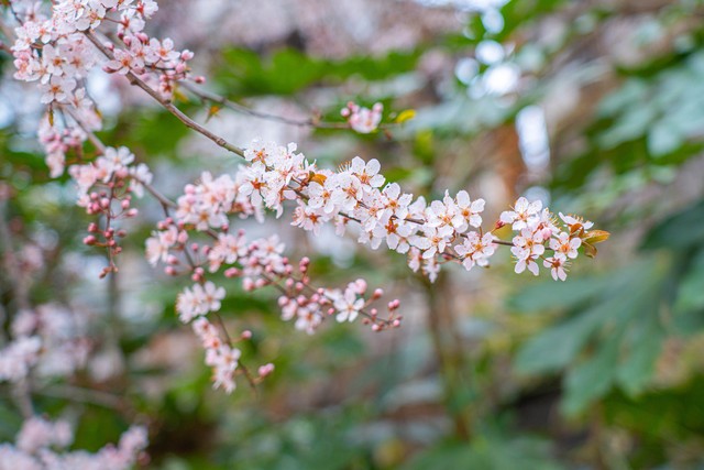 春暖花开的简短句子20句，花开正好，心情如诗