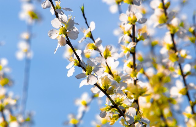 春暖花开的简短句子20句，花开正好，心情如诗
