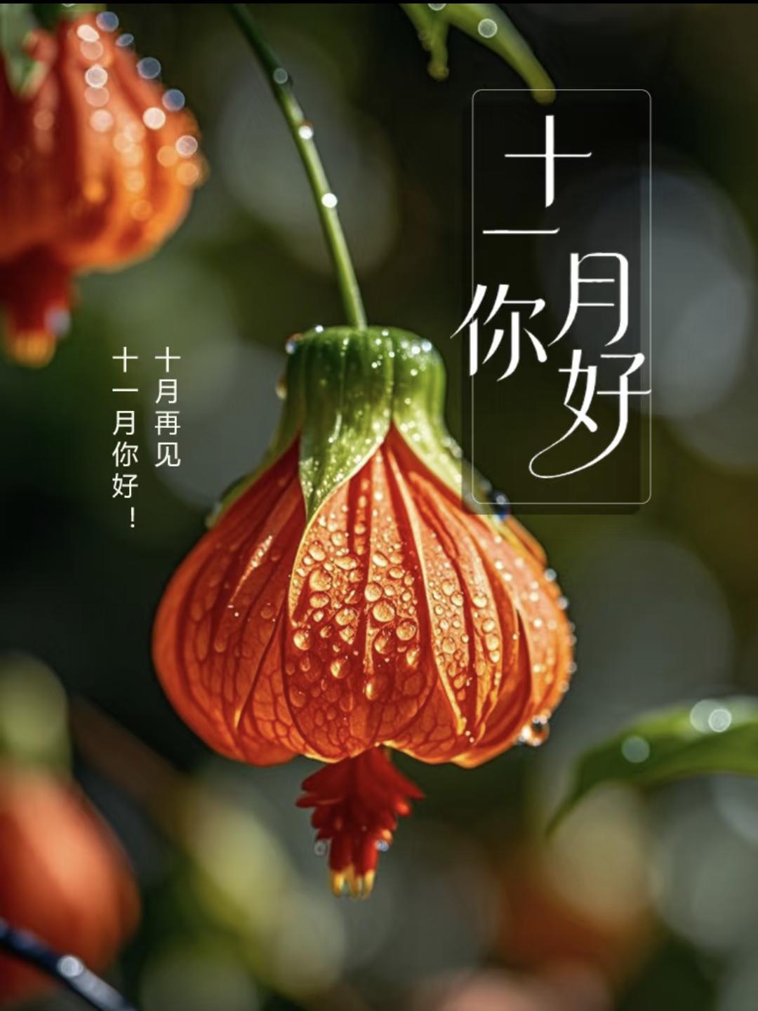 十一月你好文案30句,开启美好的一天