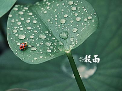 描写谷雨的优美句子15句,且惜春光,且种希望