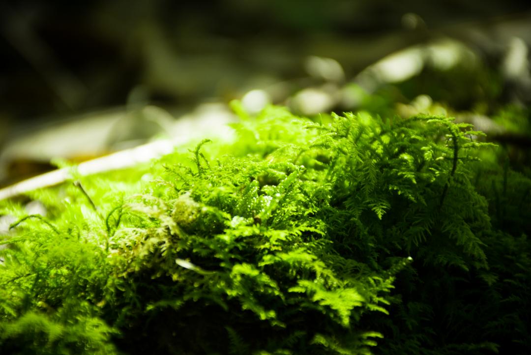 王维的山水诗8首,如梦如幻,美得令人心醉