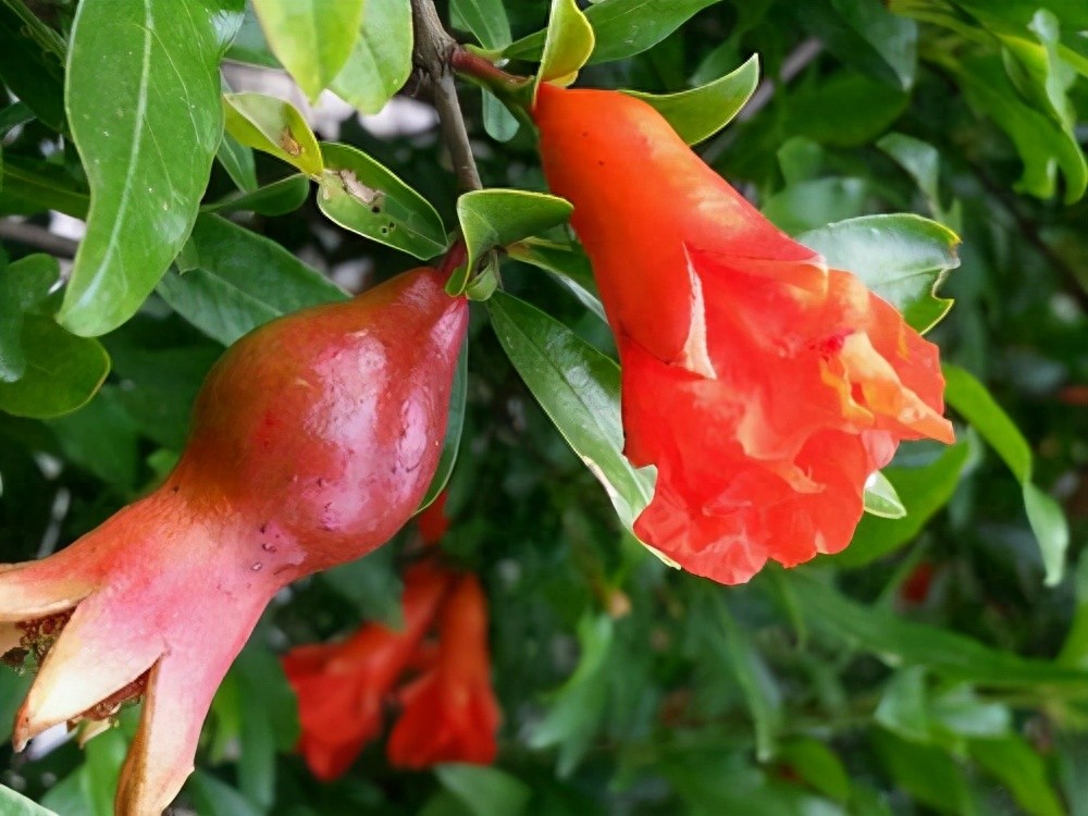 立夏诗句5首，诗情画意过立夏